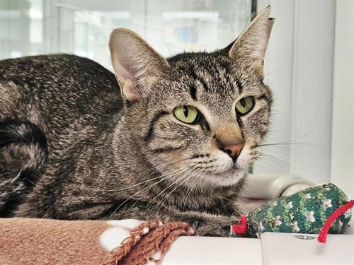 SHELL - Domestic Short Hair available for adoption