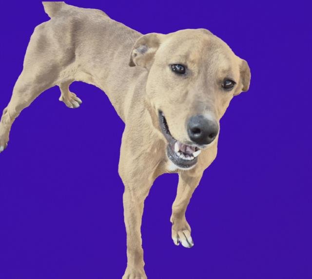 RU - Australian Kelpie available for adoption