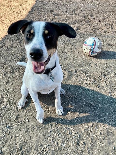 ROCKY - Australian Cattle Dog/Blue Heeler available for adoption