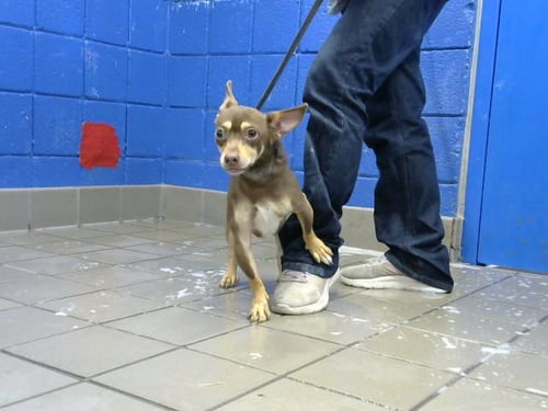 BOWMAN - Chihuahua available for adoption