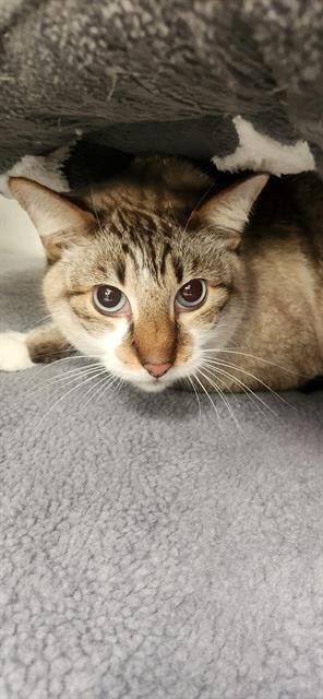 KLAUS - Domestic Short Hair available for adoption