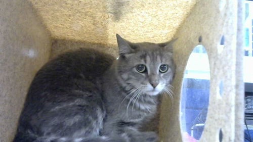 JAAKE - Domestic Short Hair available for adoption