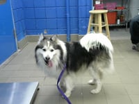 TRUNKS - Photo 1