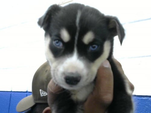 SAUCE - Australian Cattle Dog/Blue Heeler available for adoption