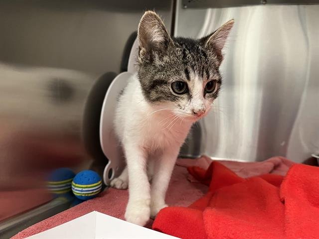 CAESAR - Domestic Short Hair available for adoption