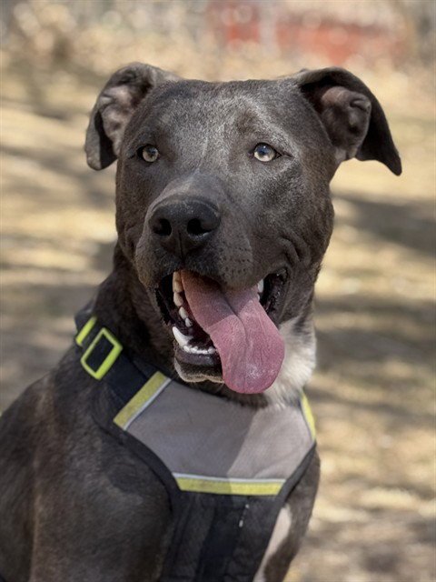 KNICKERS - American Pit Bull Terrier available for adoption