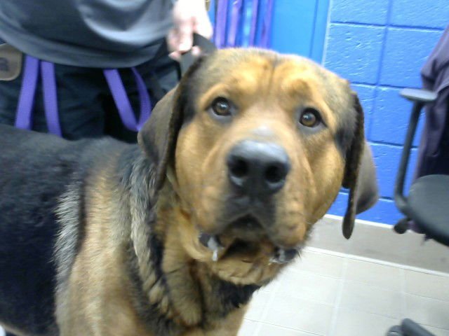 SINATRA - Bloodhound / Rottweiler available for adoption