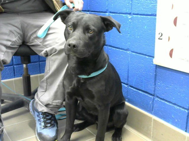 BRAX - Labrador Retriever available for adoption