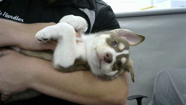 SOCCA - Husky available for adoption