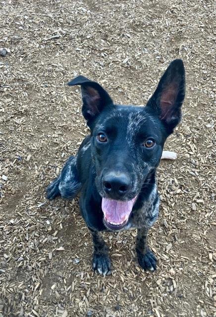 FAT BOY - Catahoula Leopard Dog available for adoption