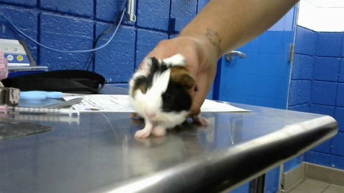 YAM - Guinea Pig available for adoption