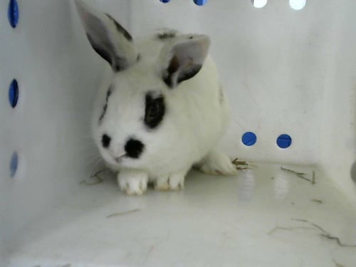 BONGO - Shorthaired Rabbit available for adoption