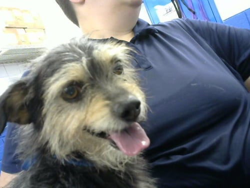 BARLY - Border Terrier available for adoption