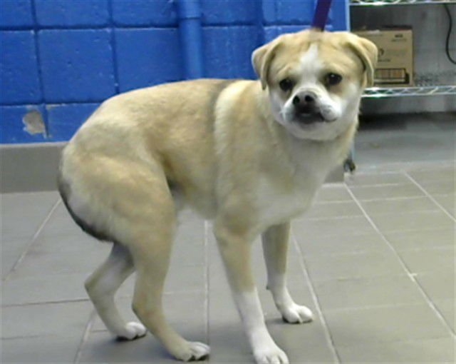 TIMONE - Pug available for adoption