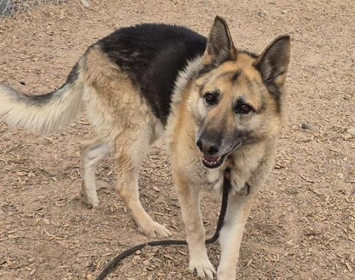 CHUCHO - German Shepherd Dog available for adoption