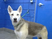 ARYA - Photo 1
