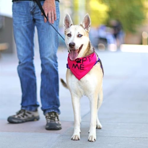 ARYA - Husky / German Shepherd Dog available for adoption