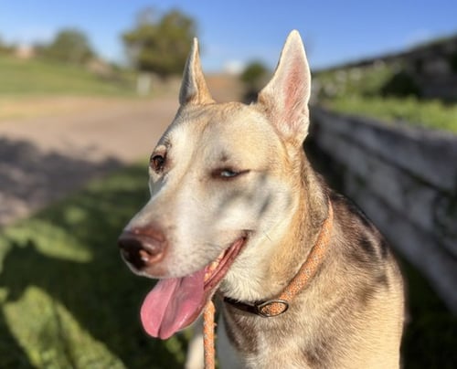 ARYA - Husky / German Shepherd Dog available for adoption