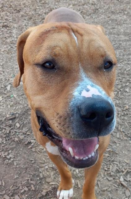 POGI - American Pit Bull Terrier available for adoption