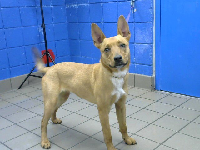 AZULA - Labrador Retriever available for adoption