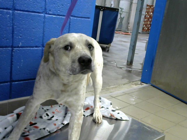 CHICO - Australian Cattle Dog/Blue Heeler available for adoption