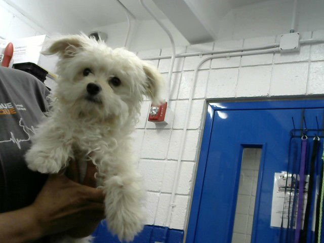 ZERO - Poodle (Miniature) available for adoption