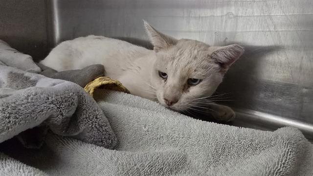 TIPPED EAR - Domestic Short Hair available for adoption