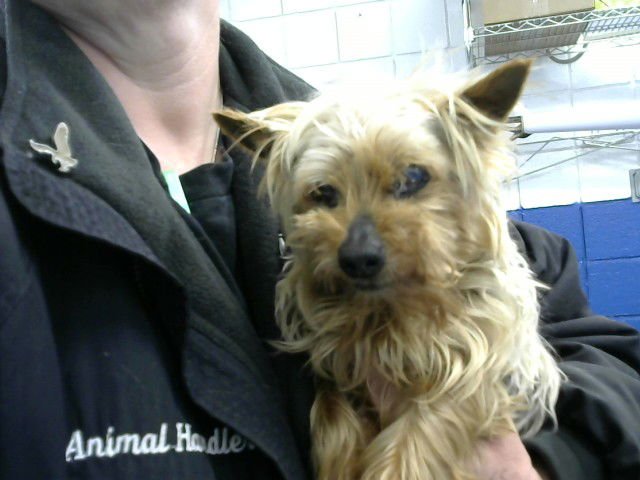 CHOPPER - Silky Terrier available for adoption