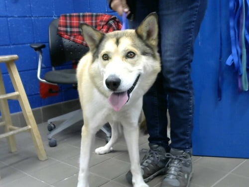 BRAVO - Husky available for adoption