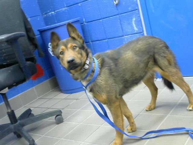 BROLEY - Belgian Shepherd Malinois available for adoption