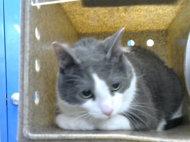 POOKIE - Domestic Short Hair available for adoption