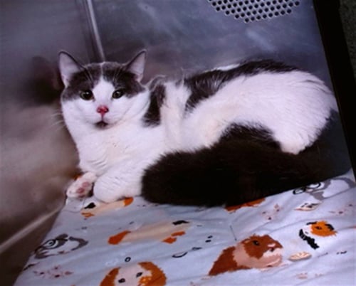 STAR - Domestic Short Hair available for adoption