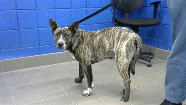 SAM - American Pit Bull Terrier available for adoption