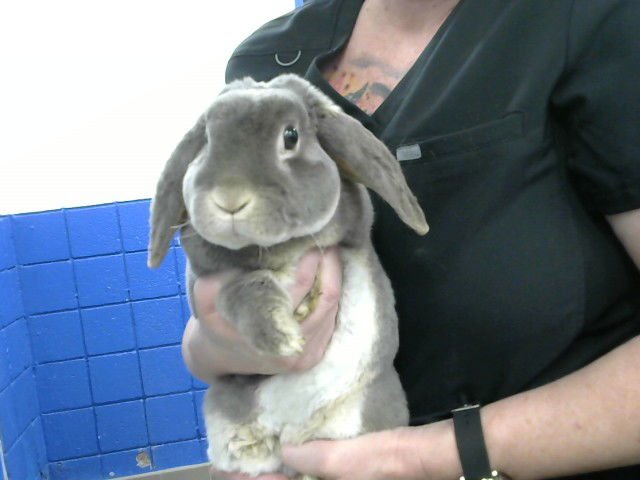 THUMPER - Shorthaired Rabbit available for adoption