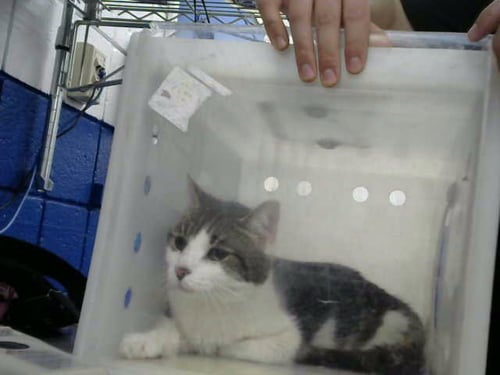 FRANCA - Domestic Short Hair available for adoption