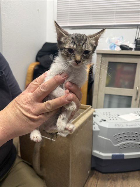 TALIA - Domestic Short Hair available for adoption