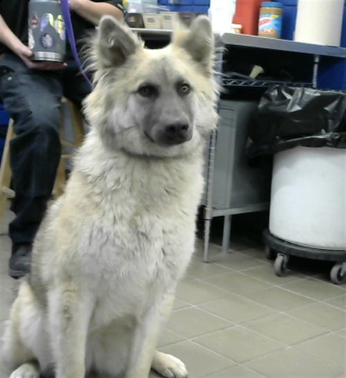 YEN - Anatolian Shepherd available for adoption