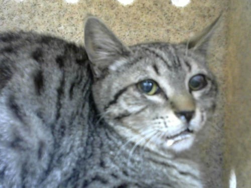 HIGHWAY - Domestic Short Hair available for adoption