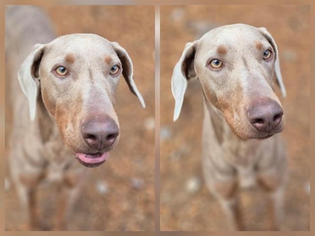 ENDURANCE - Doberman Pinscher available for adoption