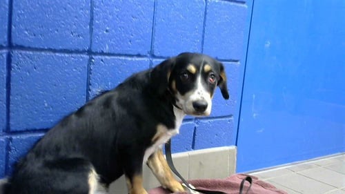 YIPPIE - Beagle available for adoption