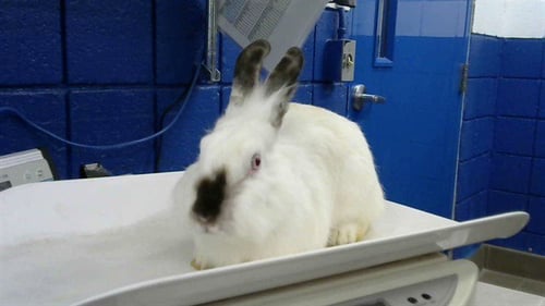 LARSON - Shorthaired Rabbit available for adoption