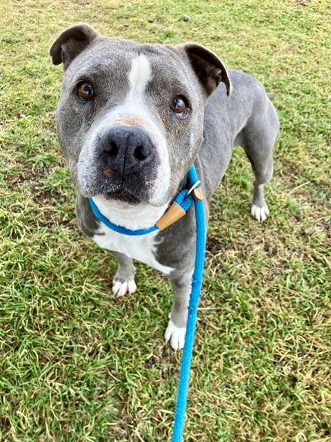 MARNEY - American Pit Bull Terrier available for adoption