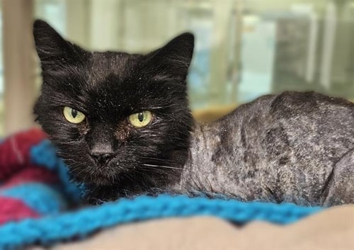 ACORN - Domestic Long Hair available for adoption