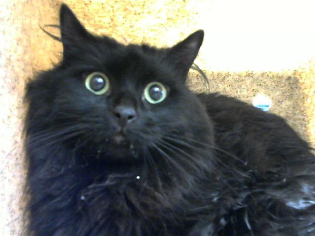 TAYLOR - Domestic Medium Hair available for adoption