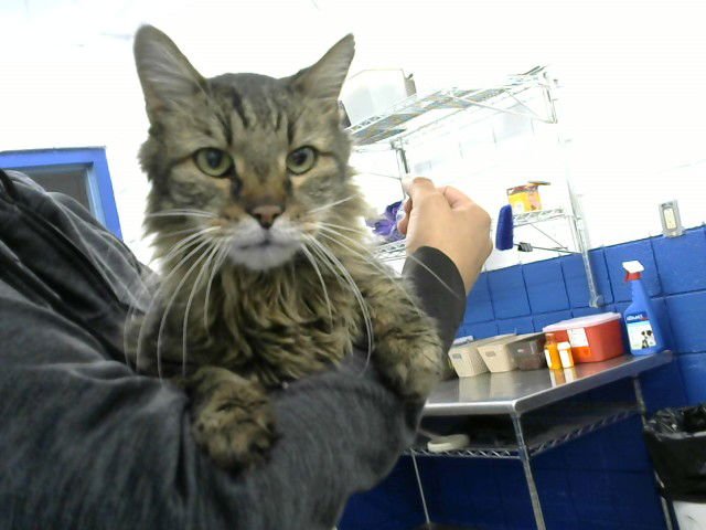 SUGARDADDY - Domestic Medium Hair available for adoption