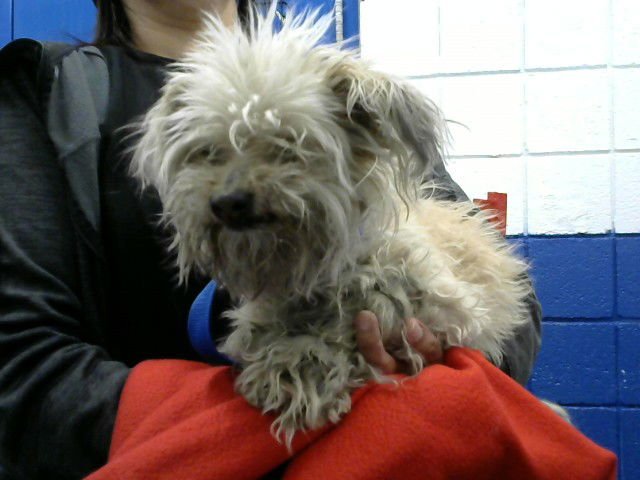 CHA CHA - Yorkshire Terrier Yorkie available for adoption