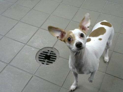 STELLA - Chihuahua available for adoption