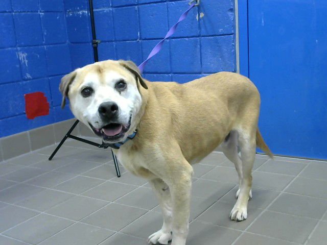 BAGERA - American Pit Bull Terrier available for adoption