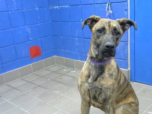 SODA - Plott Hound available for adoption