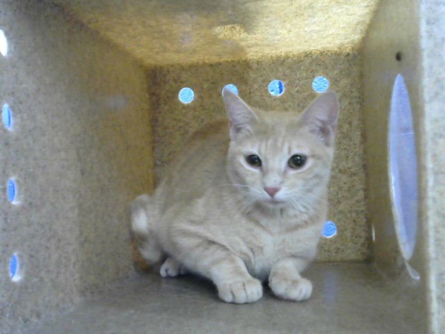 SWEET CHILI - Domestic Short Hair available for adoption